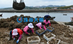 生蠔自動分揀機，取代人工分揀，高效精準(zhǔn)省人工