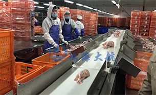 白條雞分揀機(jī)、整鴨分選機(jī)高效取代人工分揀，比人工快5倍