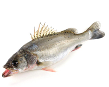 強(qiáng)勁水產(chǎn)魚自動(dòng)分級機(jī)方案視頻
